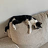 Moumoune participe au concours pour gagner de l'argent avec cette photo : cat, black_and_white, relaxed, couch, furniture, indoor, pet, animal, corduroy, striped_texture, resting, lazy, domestic_cat, house_pet, cozy, living_room, fur, whiskers, claws, paw