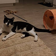 Moumoune participe au concours pour gagner de l'argent avec cette photo : cat, black_and_white, indoor, rug, toy, leopard_print, wand, orange_tunnel, heart_cutout, floor, relaxed, pet, animal, home, cozy, playful, feline, resting, wooden_floor, living_room