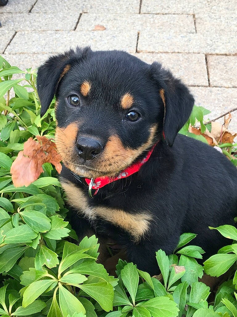 Eddy is registered to the contest to win money with this photo: austrian_black_and_tan_hound, beauceron, black_and_tan_terrier, canidae, carlin_pinscher, carnivore, companion_dog, dog, dog_breed, guard_dog, huntaway, mammal, molosser, plant, puppy, rainforest, rottweiler, smaland_hound, vertebrate, working_dog