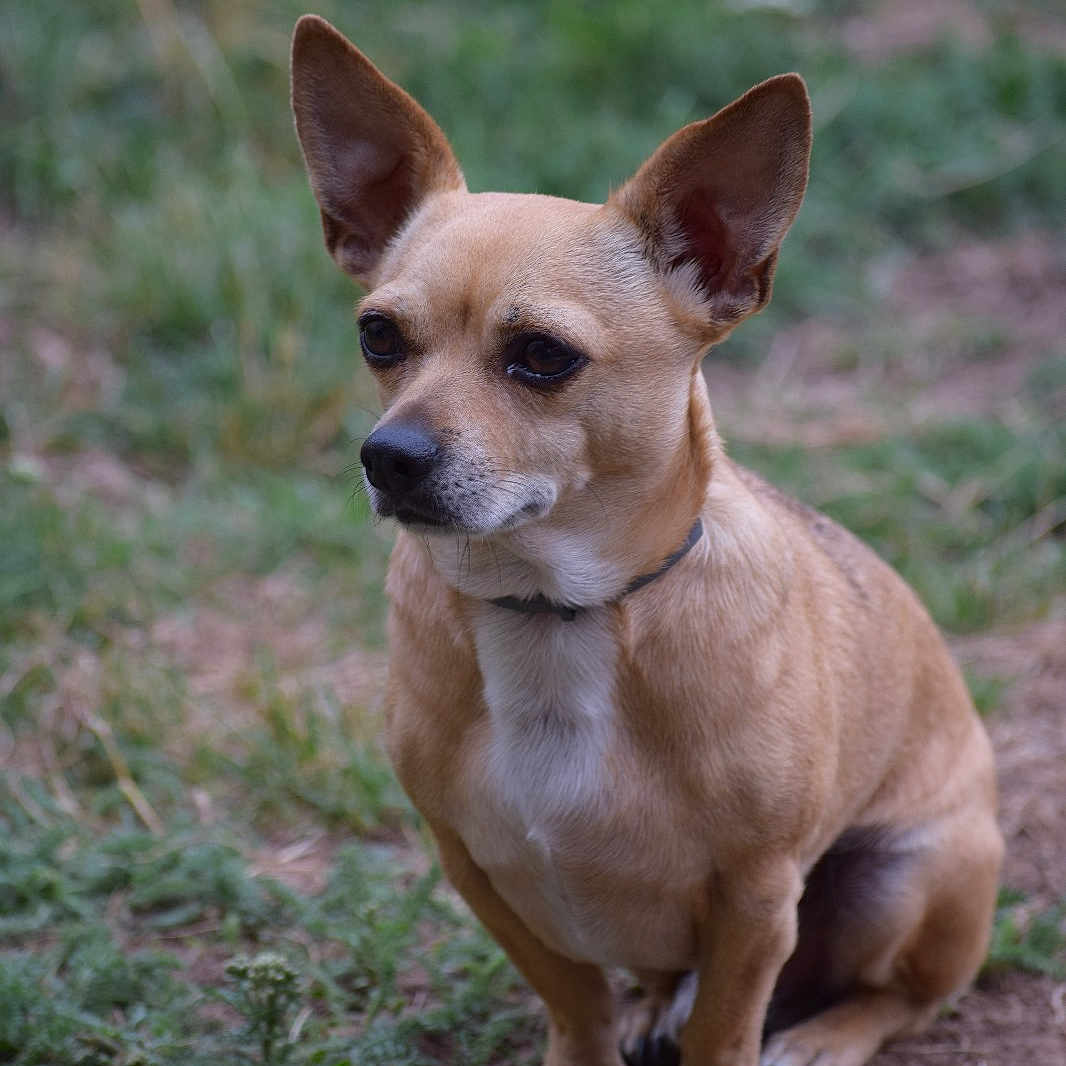 Allan participe au concours pour gagner de l'argent avec cette photo : alert, animal, calm, canine, collar, dirt, dog, ears, fur, grass, mammal, nature, outdoor, pet, portrait, quiet, side_view, sitting, small_dog, tan_dog