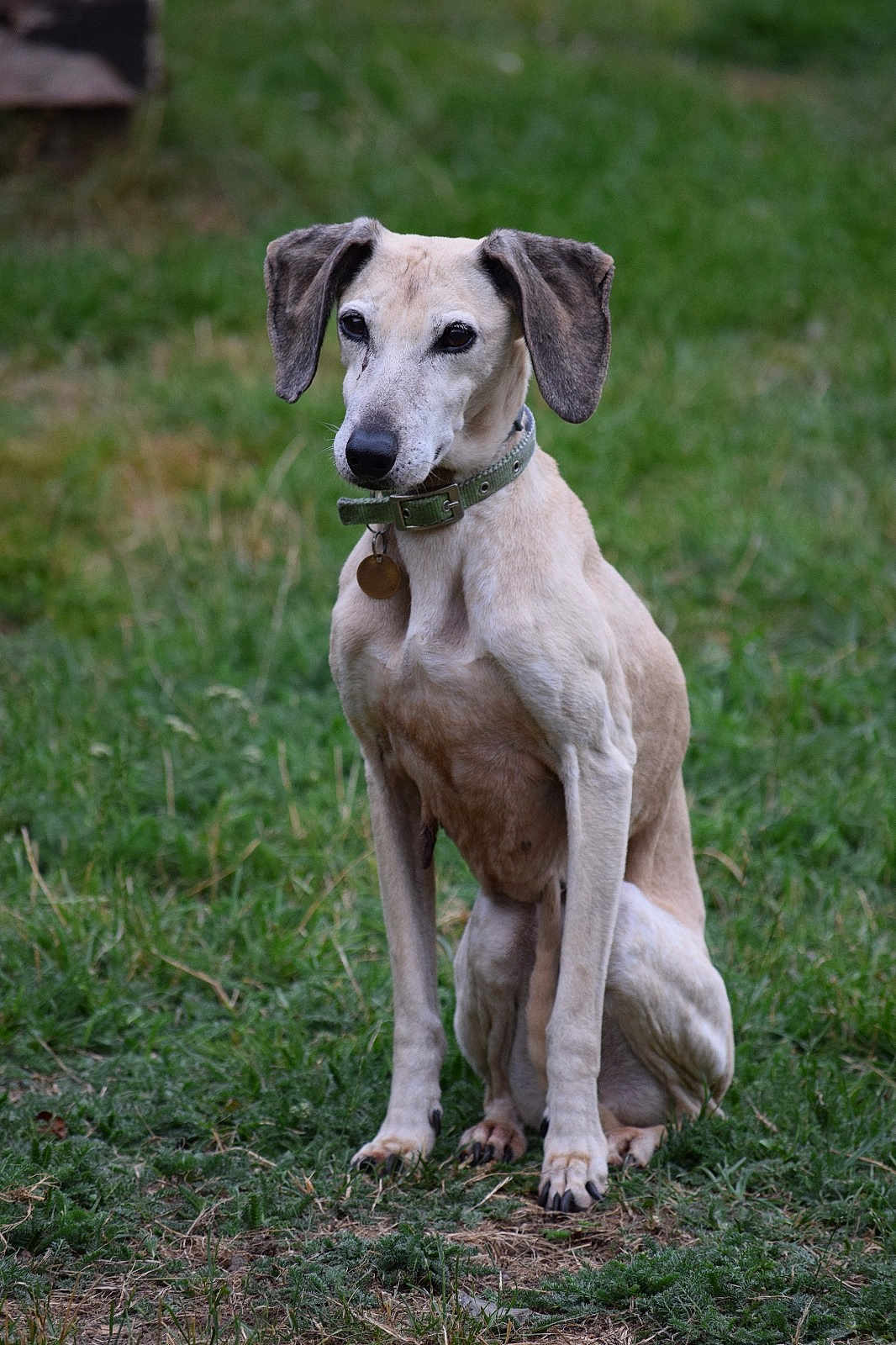 Hermine a rejoint le concours — aidez-le/la à gagner de superbes lots ! dog, animal, pet, grass, outdoor, collar, sitting, ears, canine, mammal, nature, fur, portrait, looking_away, alone, daylight, ground, quiet, watchful, alert