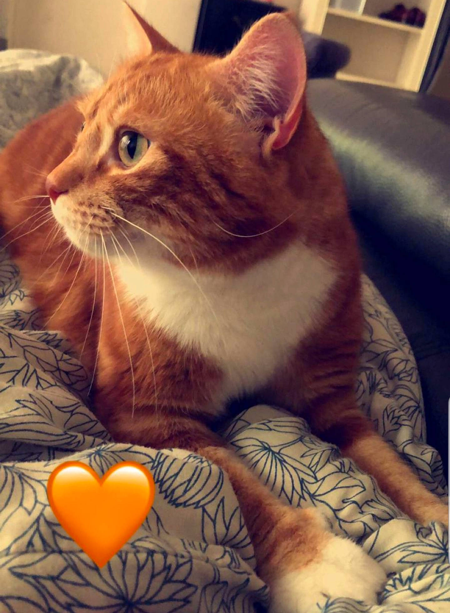 Minou participe au concours pour gagner de l'argent avec cette photo : carnivore, cat, comfort, couch, domestic_short_haired_cat, fawn, felidae, fur, human_leg, paw, pet_supply, plant, room, sitting, small_to_medium_sized_cats, snout, square, tail, whiskers, window