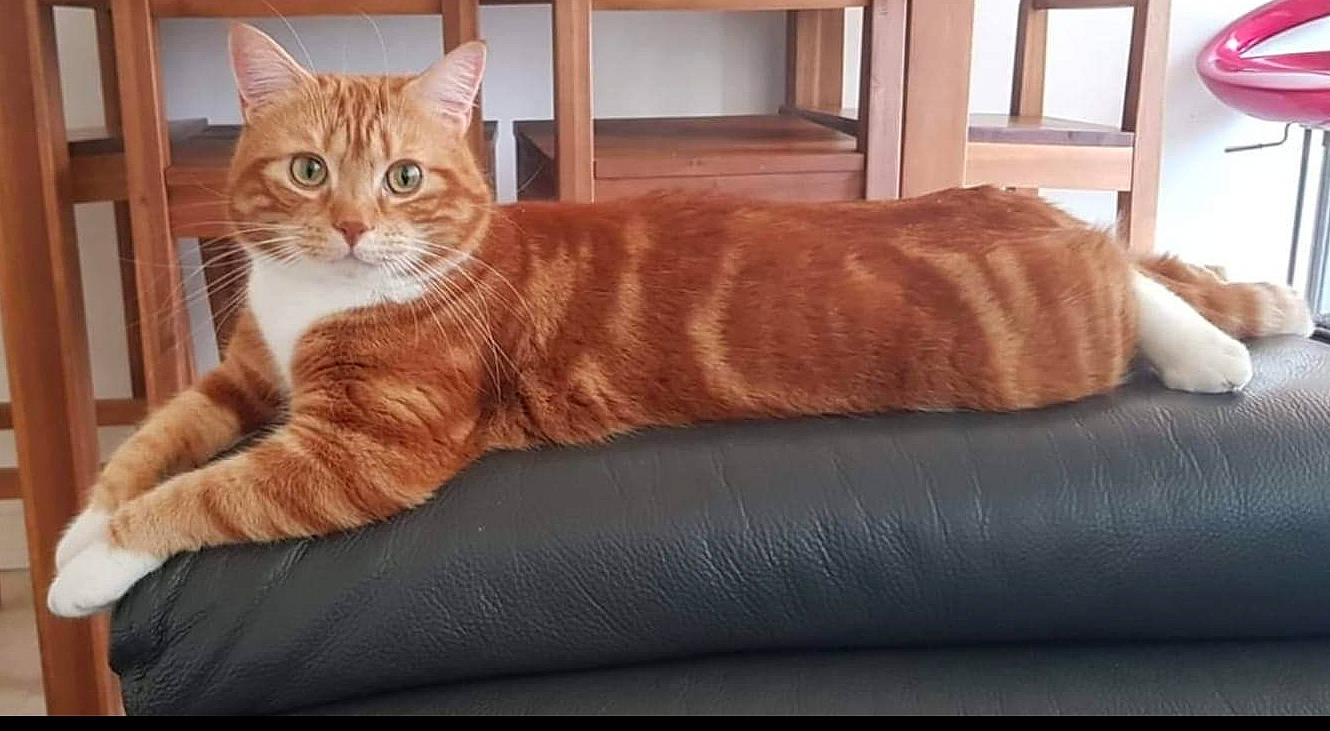 Minou participe au concours pour gagner de l'argent avec cette photo : carnivore, cat, cat_supply, comfort, couch, domestic_short_haired_cat, fawn, felidae, flooring, fur, hardwood, paw, pet_supply, sitting, small_to_medium_sized_cats, studio_couch, tail, terrestrial_animal, whiskers, wood