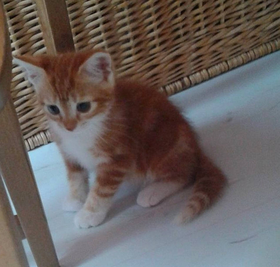 Minou participe au concours pour gagner de l'argent avec cette photo : animal_shelter, box, carnivore, cat, domestic_short_haired_cat, fawn, felidae, flooring, fur, hardwood, paw, pet_supply, small_to_medium_sized_cats, snout, tail, terrestrial_animal, whiskers, wood