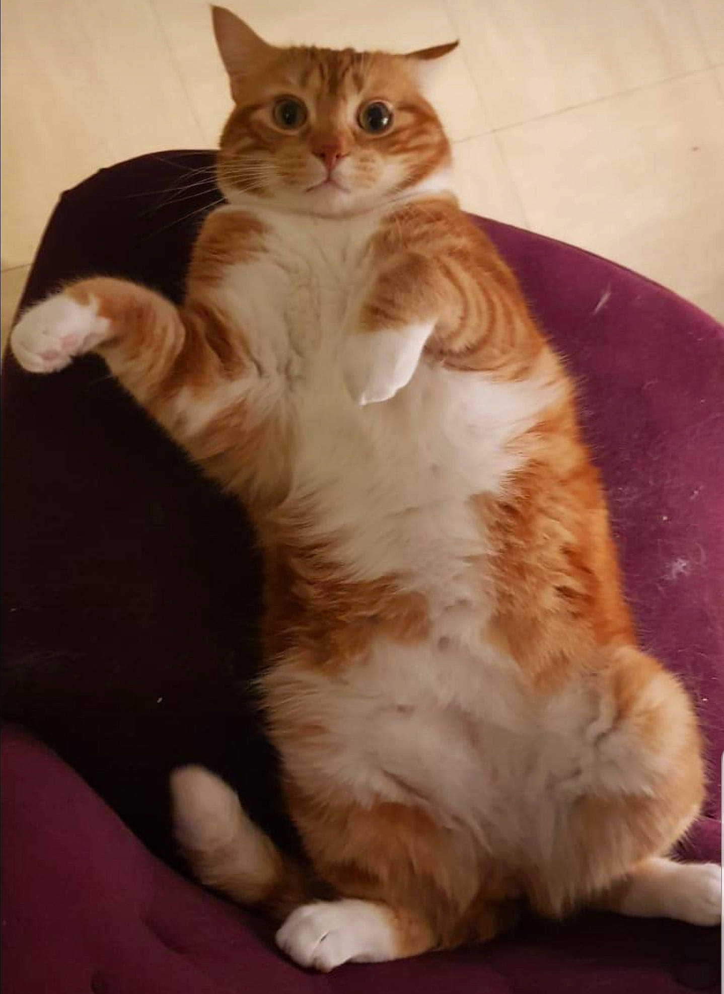 Minou a rejoint le concours — aidez-le/la à gagner de superbes lots ! carnivore, cat, claw, comfort, domestic_short_haired_cat, fawn, felidae, flooring, foot, fur, hardwood, paw, sitting, small_to_medium_sized_cats, snout, tail, whiskers, wood