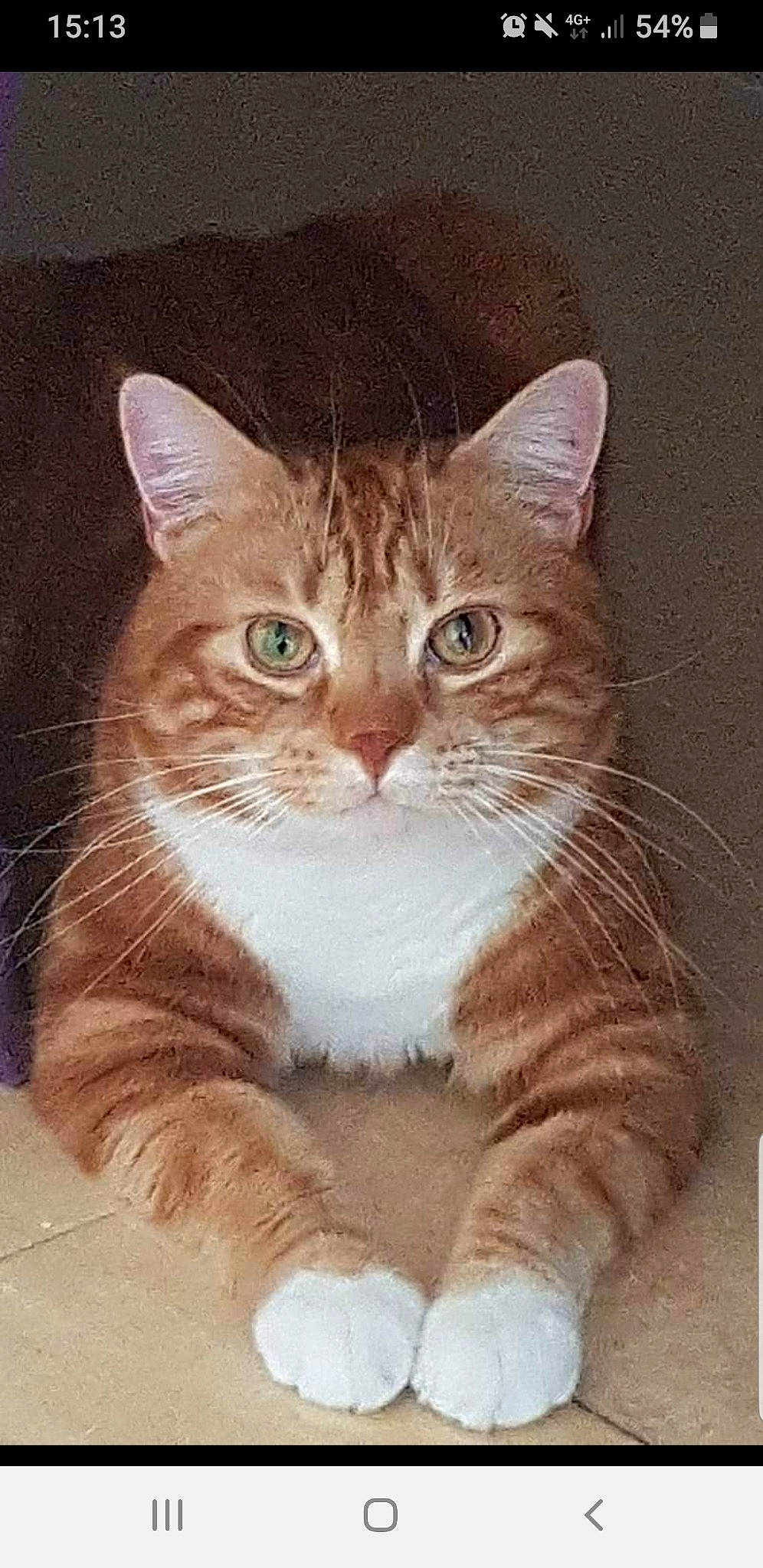 Minou a rejoint le concours — aidez-le/la à gagner de superbes lots ! carnivore, cat, domestic_short_haired_cat, fawn, felidae, fur, paper_product, paw, photo_caption, rectangle, small_to_medium_sized_cats, snout, tail, terrestrial_animal, whiskers, window