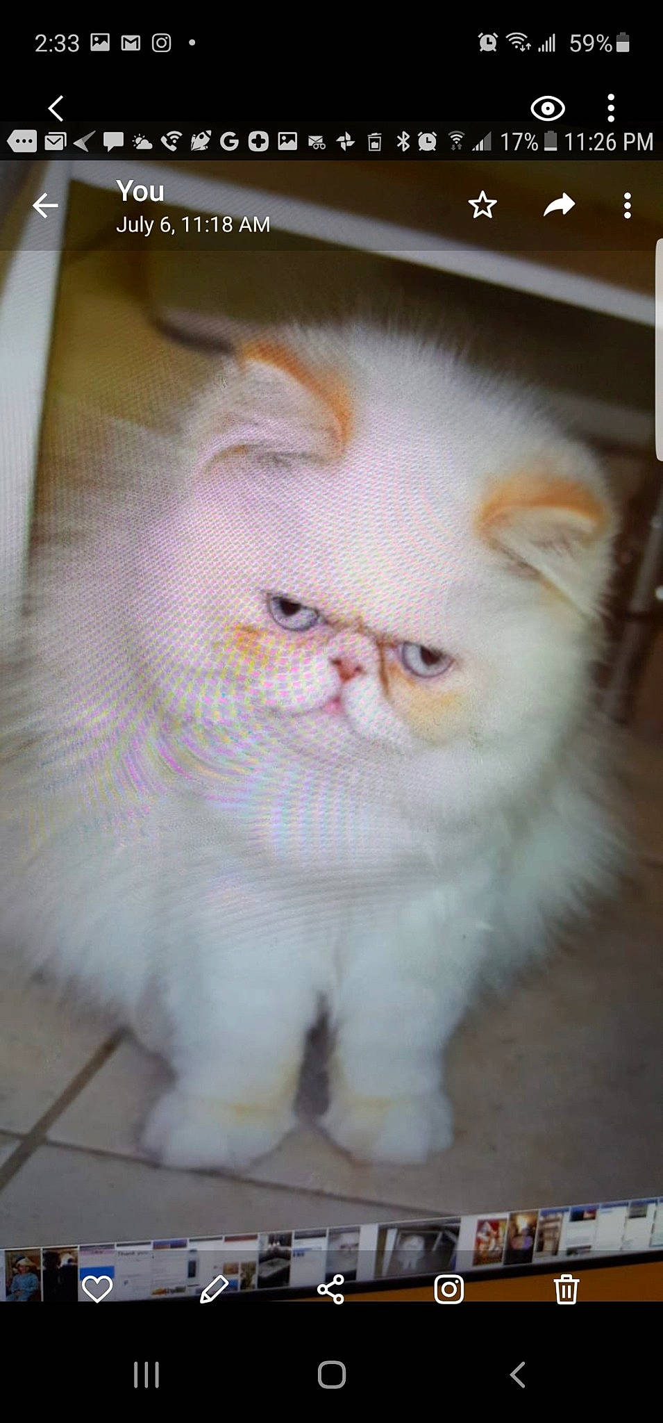 Grumpy joined the competition — help win amazing prizes! carnivore, cat, domestic_short_haired_cat, fawn, felidae, fur, photo_caption, rectangle, small_to_medium_sized_cats, snout, terrestrial_animal, whiskers