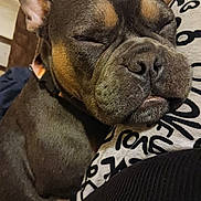 Xena is registered to the contest to win money with this photo: dog, sleeping, close_up, indoor, resting, brown, black, snout, face, ears, fur, collar, cozy, pet, animal, relaxed, cute, companion, comfort, portrait