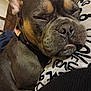 dog, sleeping, close_up, indoor, resting, brown, black, snout, face, ears, fur, collar, cozy, pet, animal, relaxed, cute, companion, comfort, portrait