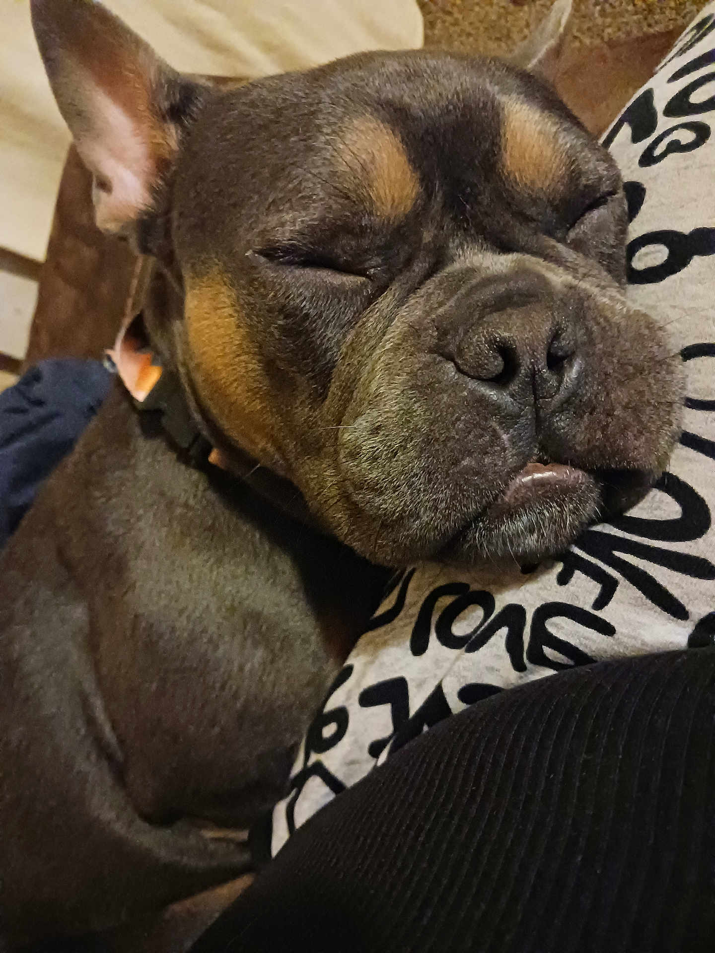 Xena is registered to the contest to win money with this photo: dog, sleeping, close_up, indoor, resting, brown, black, snout, face, ears, fur, collar, cozy, pet, animal, relaxed, cute, companion, comfort, portrait