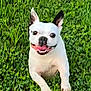 Reina joined the competition — help win amazing prizes! dog, white_dog, grass, outdoor, running, happy, pet, animal, playful, nature, tongue_out, ears, canine, summer, green, field, excited, energetic, fur, mammal