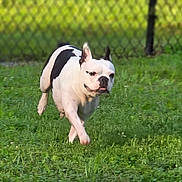 Reina joined the competition — help win amazing prizes! dog, running, grass, outdoor, pet, animal, playful, white, black, field, fence, daylight, nature, canine, energetic, motion, summer, leisure, happy, active