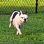 dog, running, grass, outdoor, pet, animal, playful, white, black, field, fence, daylight, nature, canine, energetic, motion, summer, leisure, happy, active