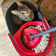 Chicken joined the competition — help win amazing prizes! cat, tabby, winking, bucket, mop, red, cleaning, floor, carpet, indoor, pet, animal, fur, whiskers, collar, bell, curious, cozy, household, domestic