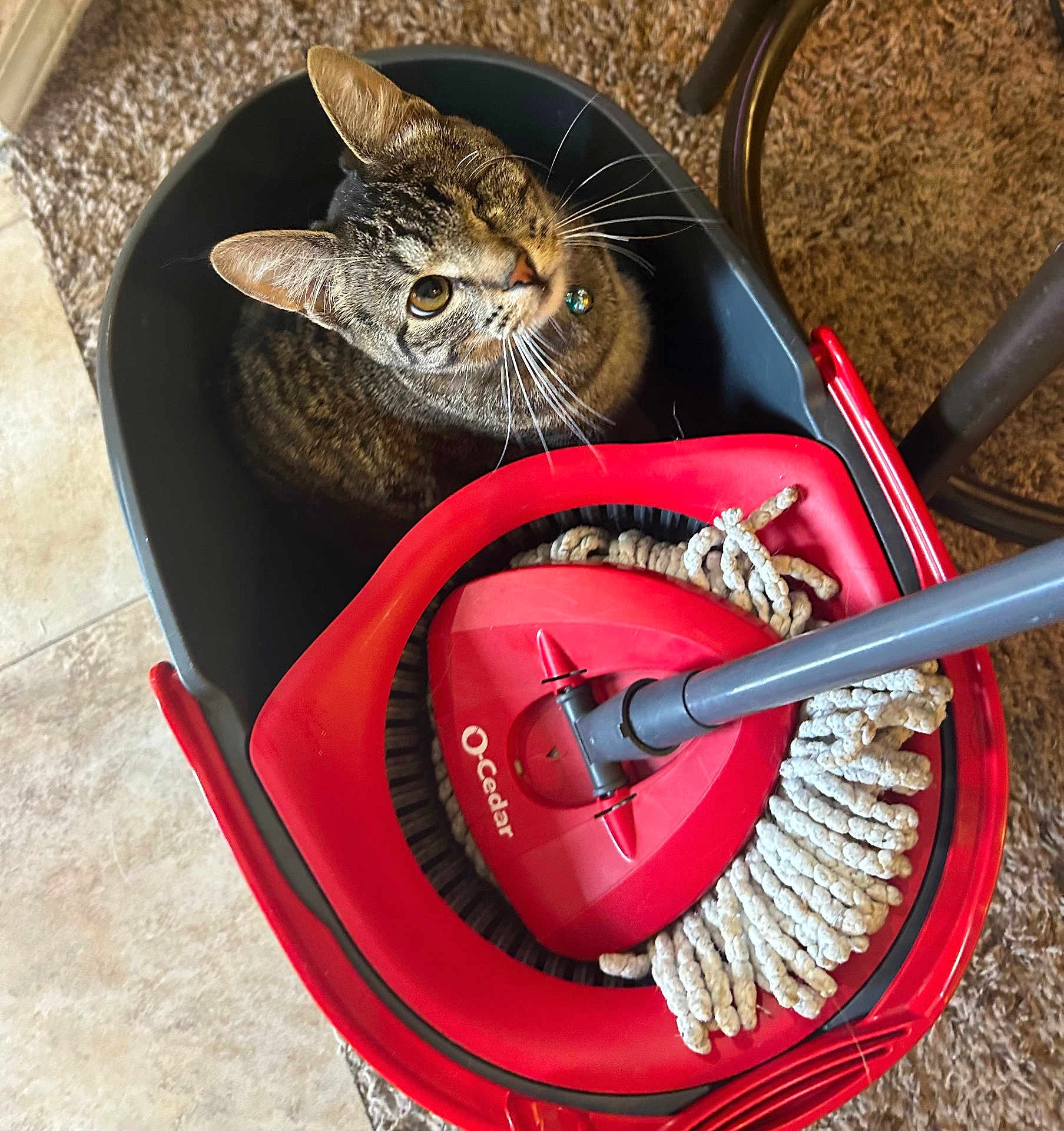 Chicken joined the competition — help win amazing prizes! cat, tabby, winking, bucket, mop, red, cleaning, floor, carpet, indoor, pet, animal, fur, whiskers, collar, bell, curious, cozy, household, domestic