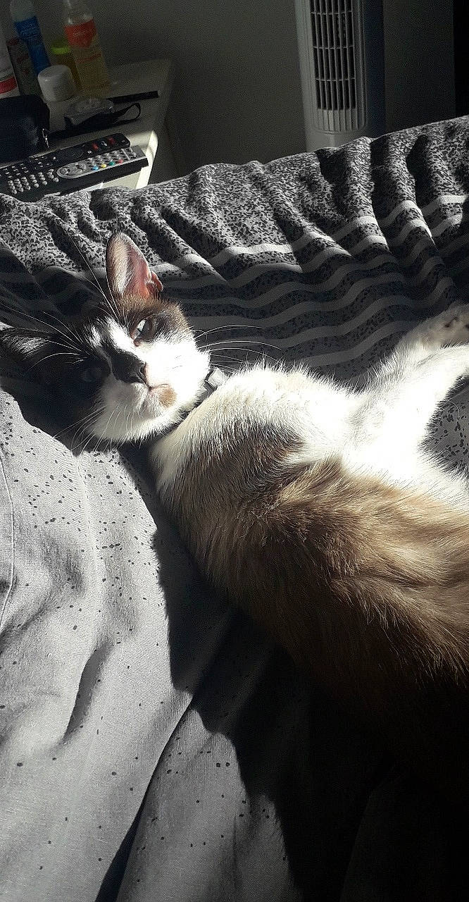 Pilou participe au concours pour gagner de l'argent avec cette photo : aegean_cat, carnivore, cat, claw, domestic_short_haired_cat, european_shorthair, felidae, fur, kitten, leg, paw, polydactyl_cat, small_to_medium_sized_cats, snout, tail, whiskers