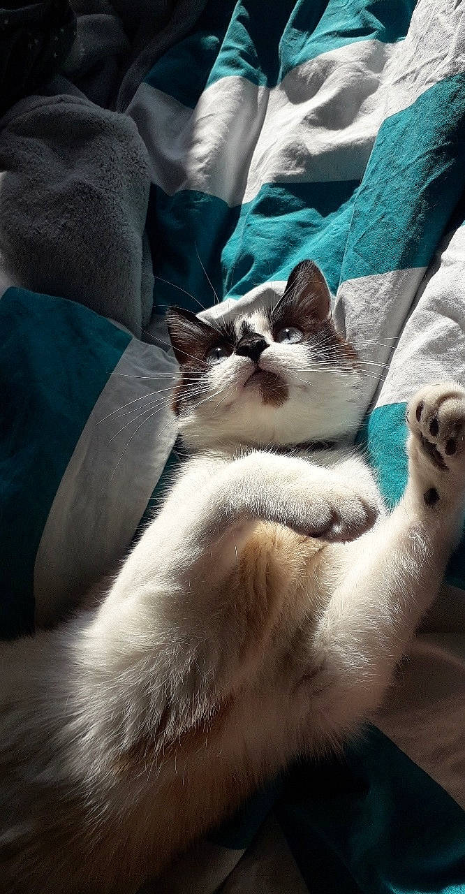 Pilou participe au concours pour gagner de l'argent avec cette photo : aegean_cat, american_wirehair, asian, balinese, carnivore, cat, claw, domestic_short_haired_cat, felidae, fur, kitten, ojos_azules, paw, ragdoll, small_to_medium_sized_cats, snout, snowshoe, thai, whiskers