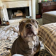 Roxie is registered to the contest to win money with this photo: blanket, brown_dog, canine, carpet, companion, cozy, curious, dog, domestic_animal, fireplace, floor, furniture, home, household, indoor, living_room, mammal, pet, portrait, relaxed