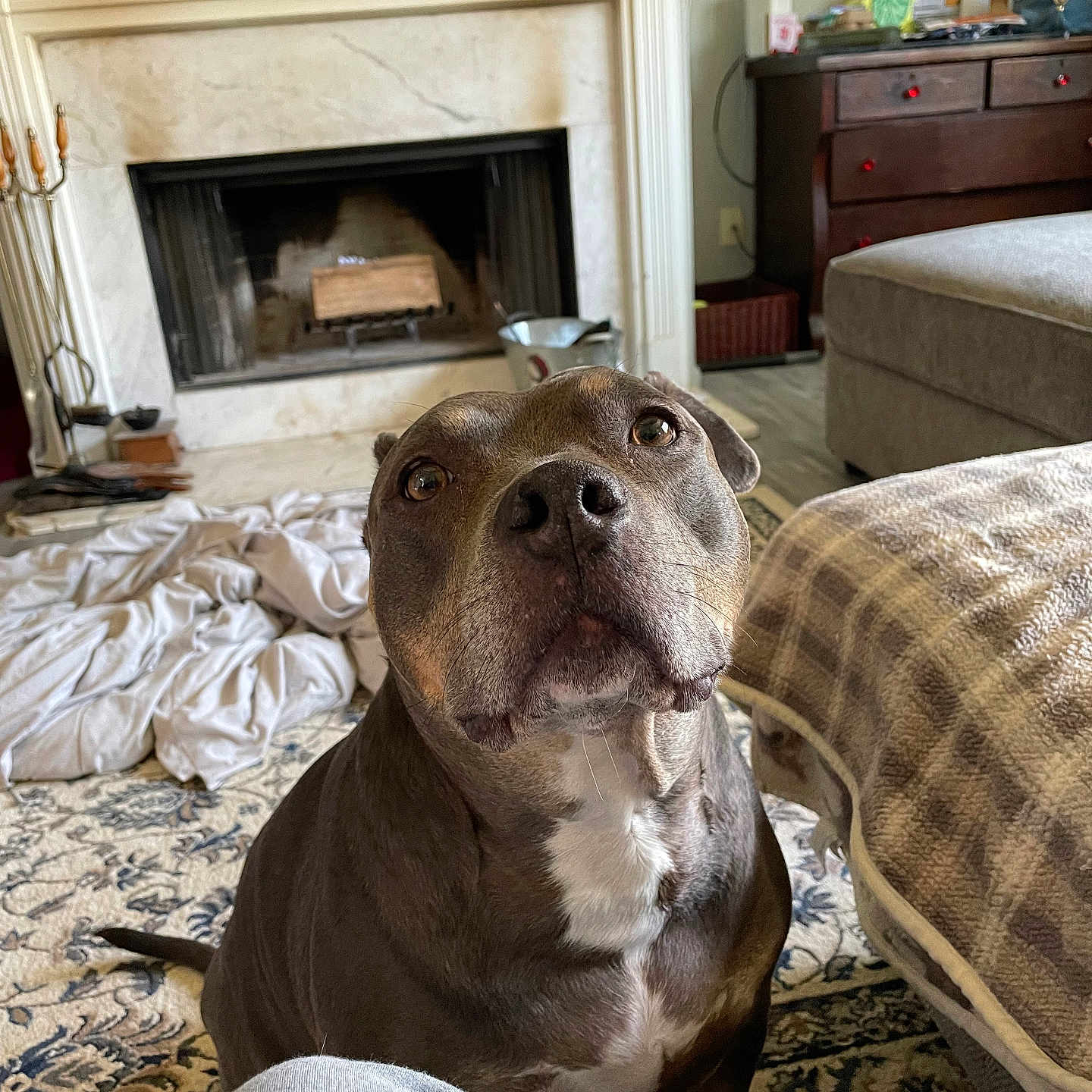 Roxie is registered to the contest to win money with this photo: blanket, brown_dog, canine, carpet, companion, cozy, curious, dog, domestic_animal, fireplace, floor, furniture, home, household, indoor, living_room, mammal, pet, portrait, relaxed