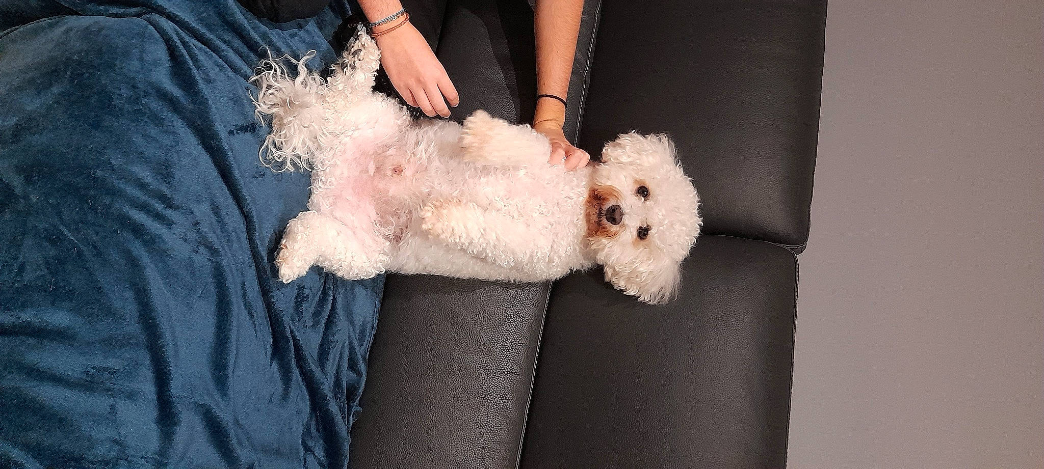 Lemon participe au concours pour gagner de l'argent avec cette photo : canidae, carnivore, companion_dog, dog, dog_breed, fashion_accessory, fawn, foot, fur, glasses, hat, labradoodle, maltepoo, poodle, sporting_group, stuffed_toy, sunglasses, tail, terrier, toy_dog