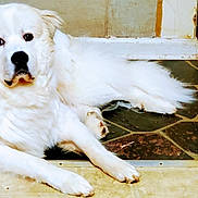 Ozzy Pawsbourne joined the competition — help win amazing prizes! animal, calm, canine, companion, dog, domestic_animal, door_frame, doorway, floor, fur, house, indoor, looking_at_camera, lying_down, paws, pet, relaxed, resting, tile_floor, white_dog