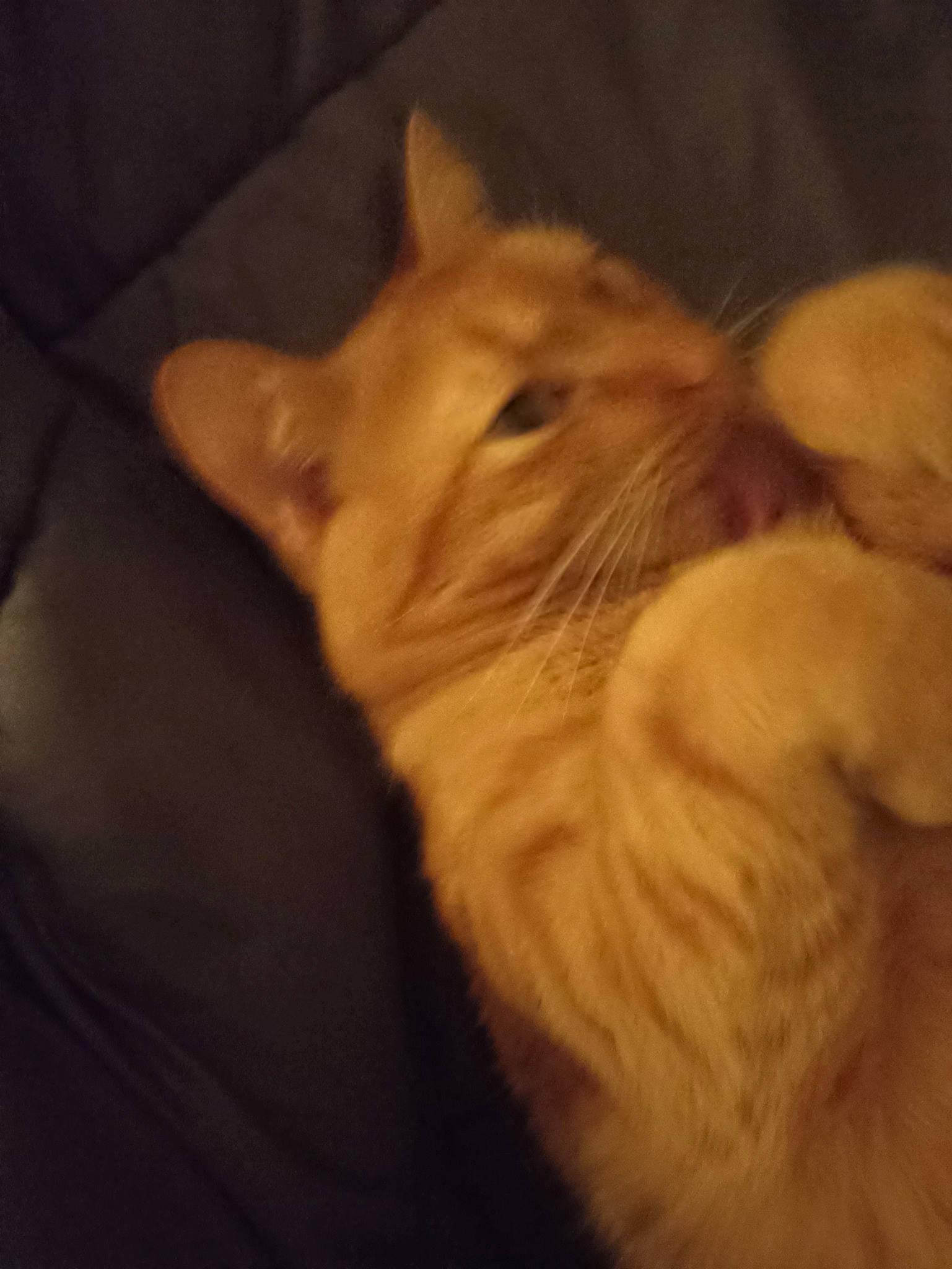 Simba participe au concours pour gagner de l'argent avec cette photo : carnivore, cat, claw, comfort, darkness, domestic_short_haired_cat, ear, fawn, felidae, fur, paw, small_to_medium_sized_cats, snout, tail, whiskers, wood