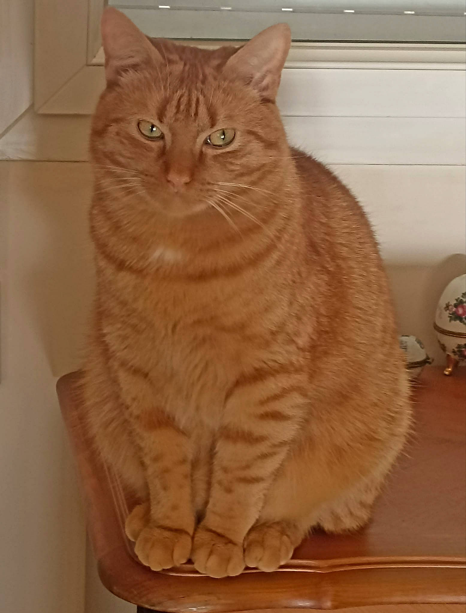 Simba participe au concours pour gagner de l'argent avec cette photo : carnivore, cat, cat_supply, domestic_short_haired_cat, fawn, felidae, flooring, fur, hardwood, iris, kitchen_appliance, mechanical_fan, pet_supply, small_to_medium_sized_cats, snout, tail, wall_socket, whiskers, window, wood