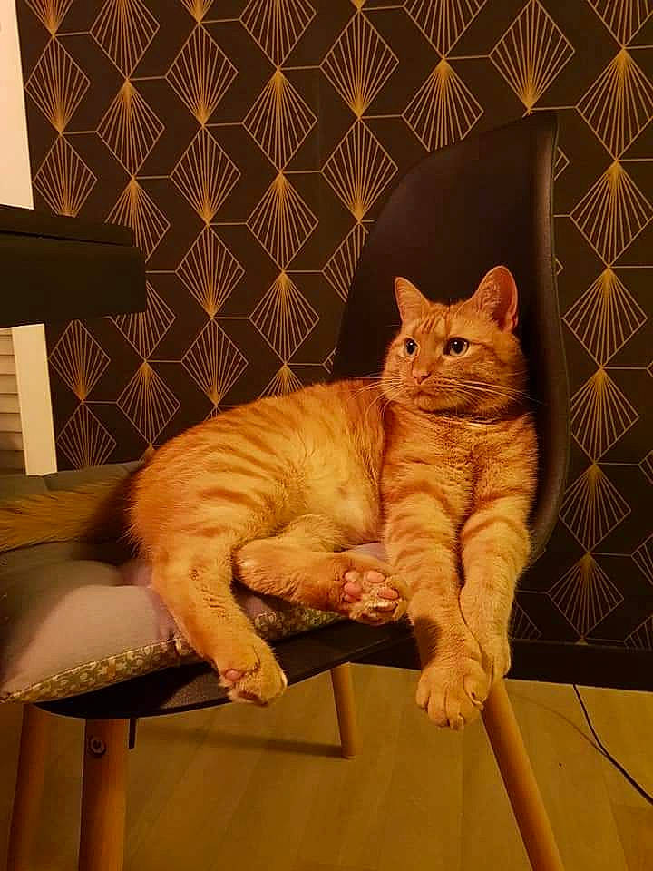 Simba a rejoint le concours — aidez-le/la à gagner de superbes lots ! art, carnivore, cat, chair, comfort, eye, fawn, felidae, floor, flooring, fur, hardwood, orange, small_to_medium_sized_cats, snout, tail, textile, whiskers, window, wood