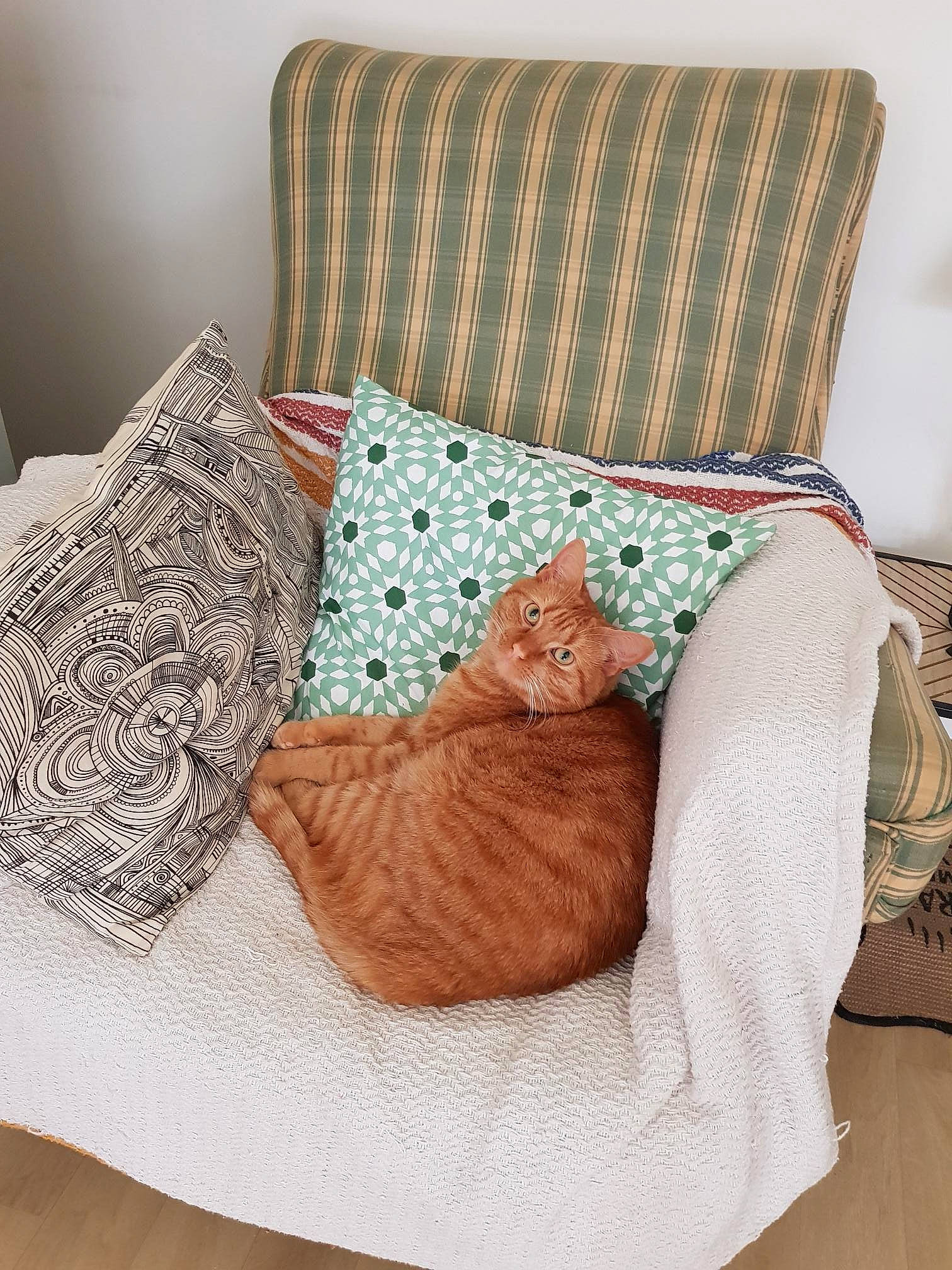 Simba a rejoint le concours — aidez-le/la à gagner de superbes lots ! aqua, baby_toddler_clothing, bed_sheet, bedding, chair, comfort, couch, cushion, electric_blue, flooring, furniture, hardwood, linens, pattern, pillow, rectangle, room, textile, throw_pillow, wood