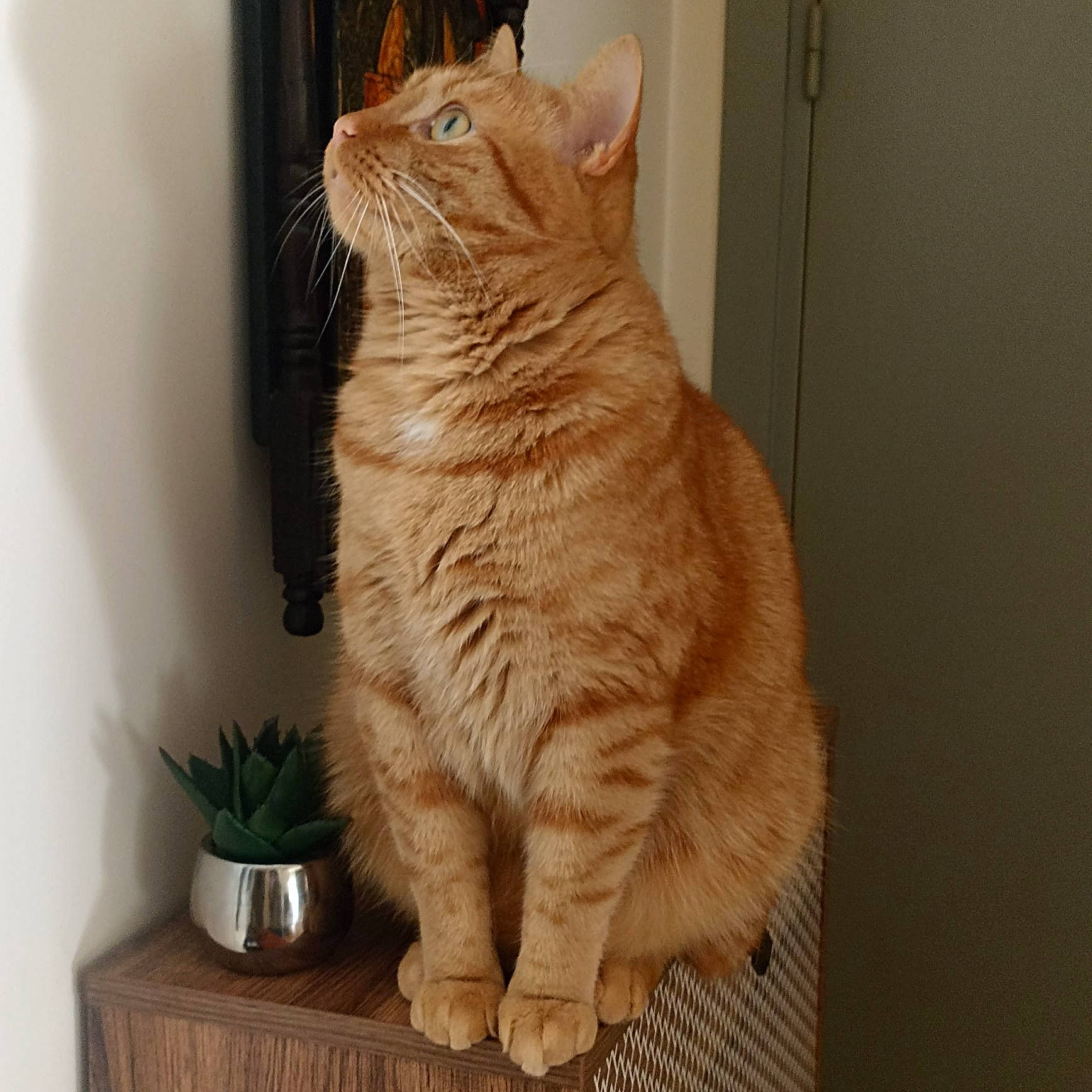 Simba a rejoint le concours — aidez-le/la à gagner de superbes lots ! carnivore, cat, claw, domestic_short_haired_cat, fawn, felidae, flooring, flowerpot, fur, hardwood, houseplant, paw, plant, room, small_to_medium_sized_cats, snout, tail, whiskers, window, wood