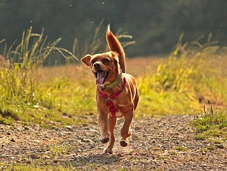 Tounga participe au concours pour gagner de l'argent avec cette photo : carnivore, collar, companion_dog, dog, dog_breed, dog_collar, fawn, grass, landscape, liver, plant, road, snout, soil, sporting_group, tail, terrestrial_animal, wildlife, wood, working_animal