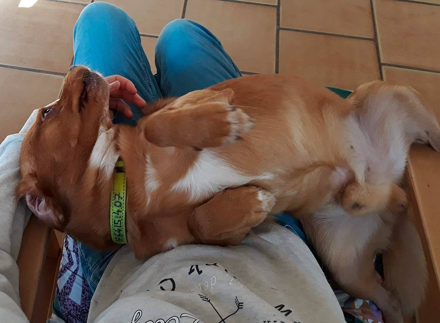 Tounga a rejoint le concours — aidez-le/la à gagner de superbes lots ! abdomen, barechested, carnivore, chest, comfort, companion_dog, dog, dog_breed, ear, fawn, fur, handwriting, human_leg, knee, liver, sporting_group, thigh, trunk, working_animal, wrist