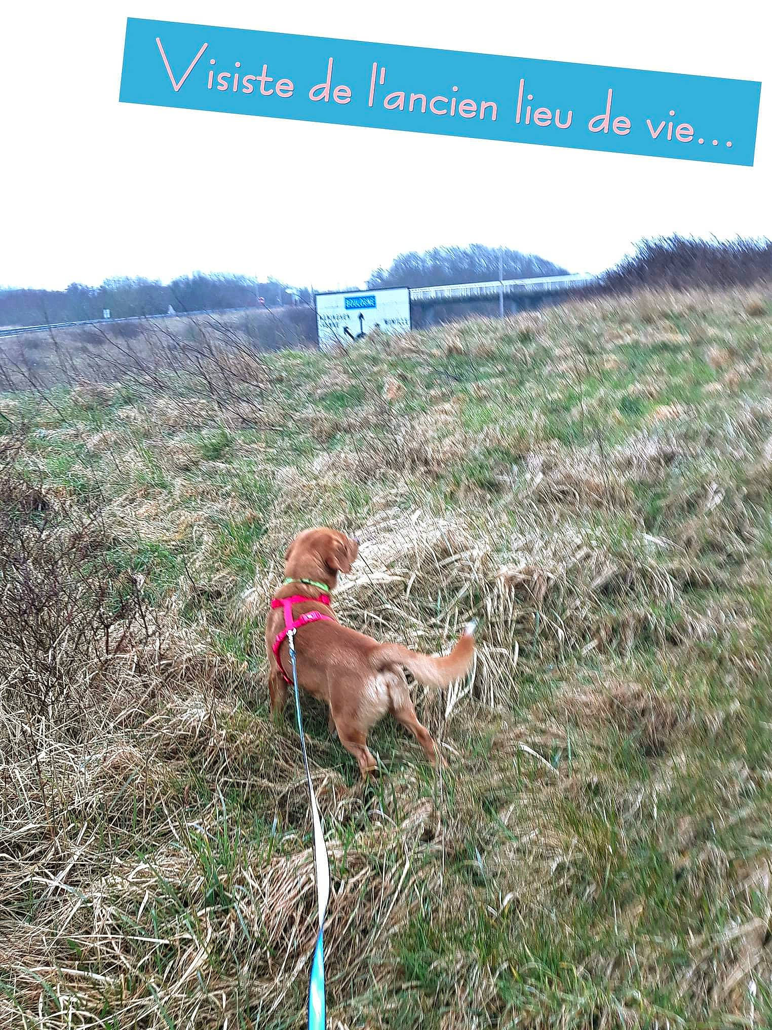 Tounga a rejoint le concours — aidez-le/la à gagner de superbes lots ! adaptation, agriculture, carnivore, dog, dog_breed, ecoregion, fawn, grass, grass_family, grassland, groundcover, landscape, natural_landscape, people_in_nature, plant, plant_community, rural_area, sky, vegetation, vertebrate