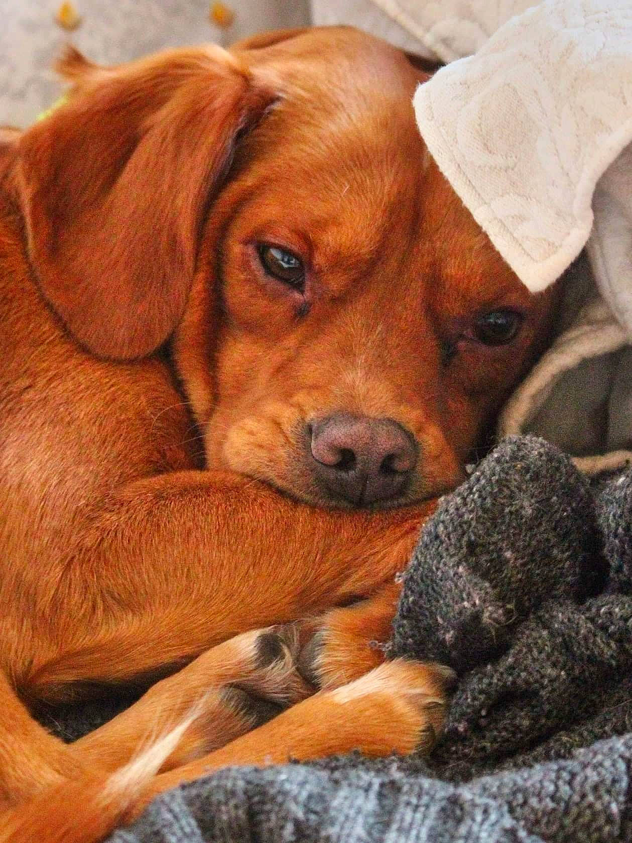 Tounga participe au concours pour gagner de l'argent avec cette photo : ancient_dog_breeds, canidae, carnivore, comfort, companion_dog, dog, dog_breed, fawn, fur, hound, hunting_dog, liver, paw, snout, sporting_group, terrestrial_animal, whiskers, wood, working_animal, working_dog