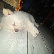 Gorilla is registered to the contest to win money with this photo: animal, cozy, cute, dim, dog, floor, fluffy, fur, furniture, household, indoor, paws, peaceful, pet, puppy, resting, sleeping, small, tile, white