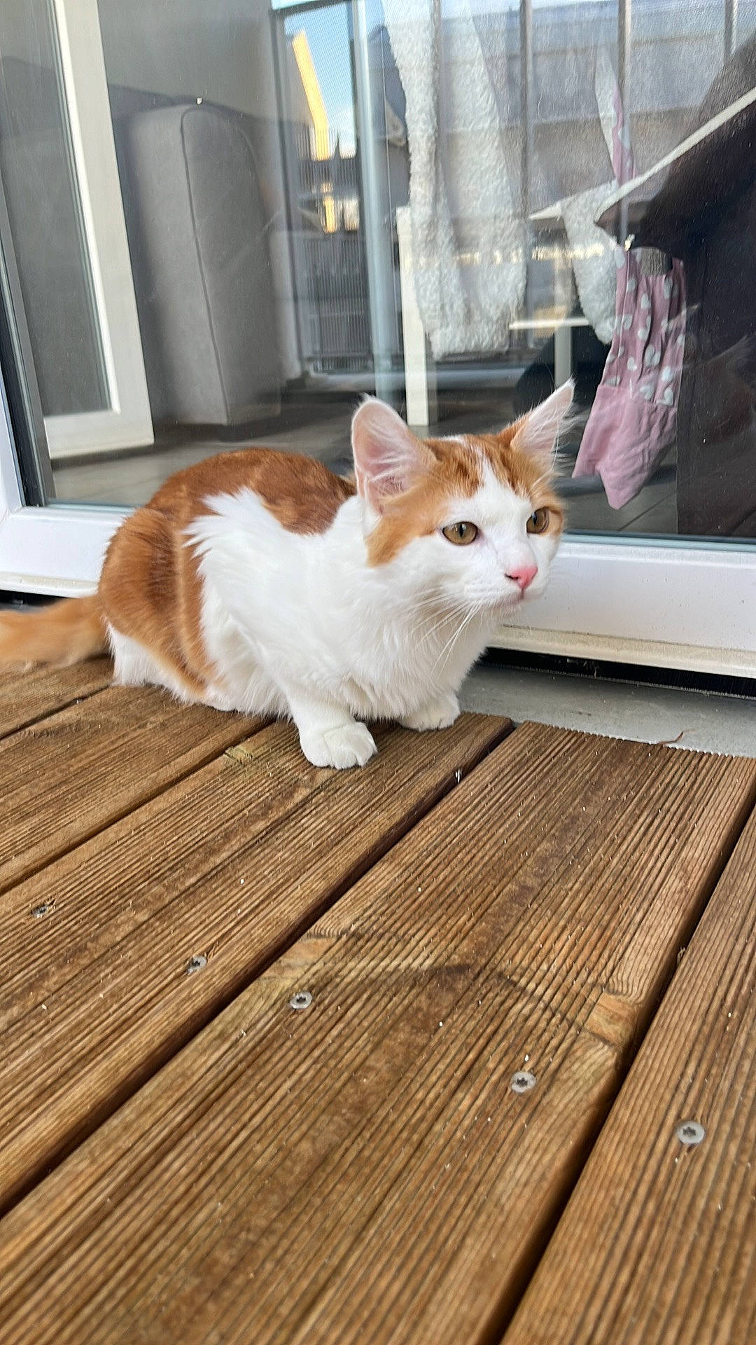 Tigrou participe au concours pour gagner de l'argent avec cette photo : carnivore, cat, domestic_short_haired_cat, fawn, felidae, floor, flooring, fur, hardwood, laminate_flooring, plank, sitting, small_to_medium_sized_cats, snout, tail, varnish, whiskers, wood, wood_flooring, wood_stain