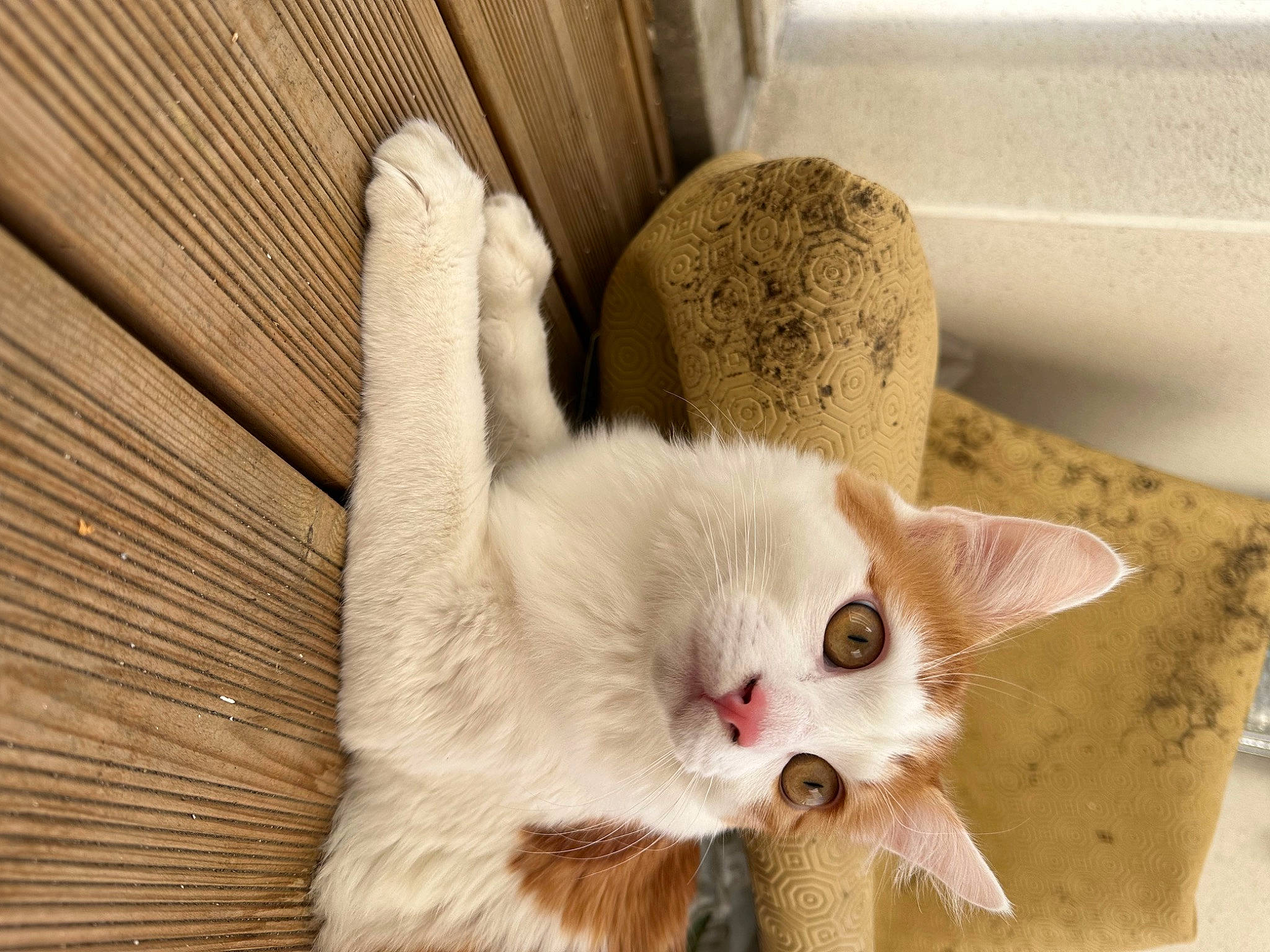 Tigrou participe au concours pour gagner de l'argent avec cette photo : carnivore, cat, cat_supply, claw, comfort, domestic_short_haired_cat, fawn, felidae, fur, hardwood, paw, pet_supply, small_to_medium_sized_cats, tail, terrestrial_animal, whiskers, wood