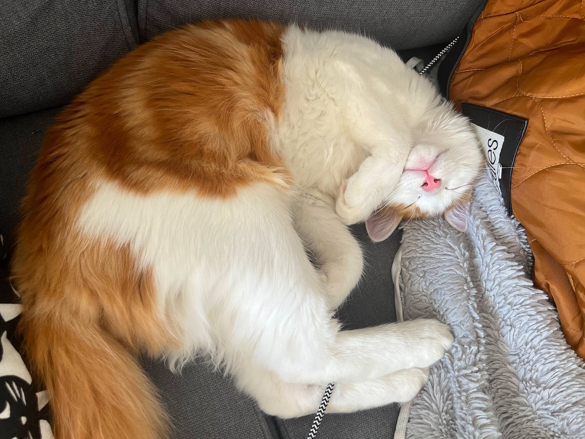 Tigrou a rejoint le concours — aidez-le/la à gagner de superbes lots ! carnivore, cat, claw, collar, comfort, companion_dog, domestic_short_haired_cat, ear, fawn, felidae, fur, lap, paw, small_to_medium_sized_cats, snout, tail, whiskers