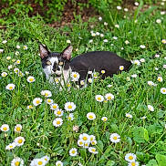 Mocca participe au concours pour gagner de l'argent avec cette photo : animal, black_and_white, cat, closeup, curious, cute, daisies, daylight, feline, flowers, grass, greenery, hidden, leaf, meadow, nature, outdoor, pet, spring, wildflowers