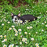 animal, black_and_white, cat, closeup, curious, cute, daisies, daylight, feline, flowers, grass, greenery, hidden, leaf, meadow, nature, outdoor, pet, spring, wildflowers