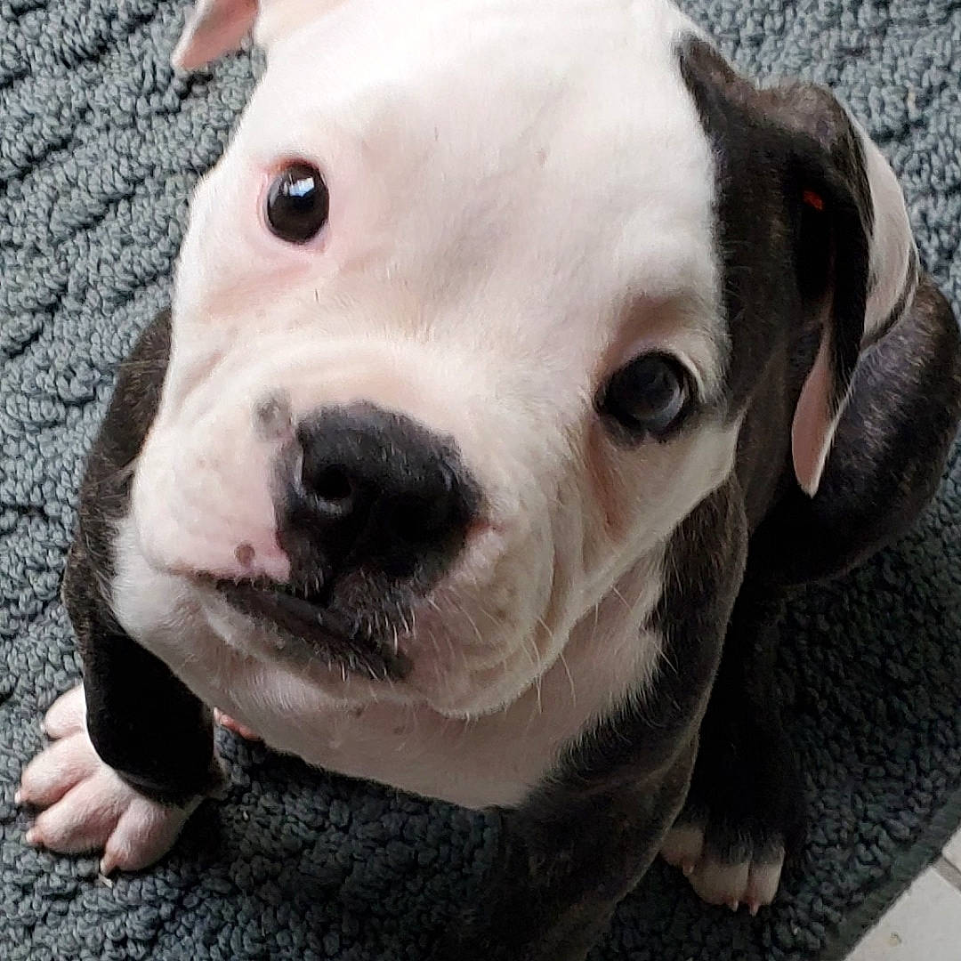 Coco Chanel joined the competition — help win amazing prizes! american_bulldog, australian_bulldog, bulldog, canidae, carnivore, companion_dog, dog, dog_breed, mammal, non_sporting_group, nose, olde_english_bulldogge, pit_bull, puppy, rare_breed_dog, snout, toy_bulldog, valley_bulldog, vertebrate, white_english_bulldog