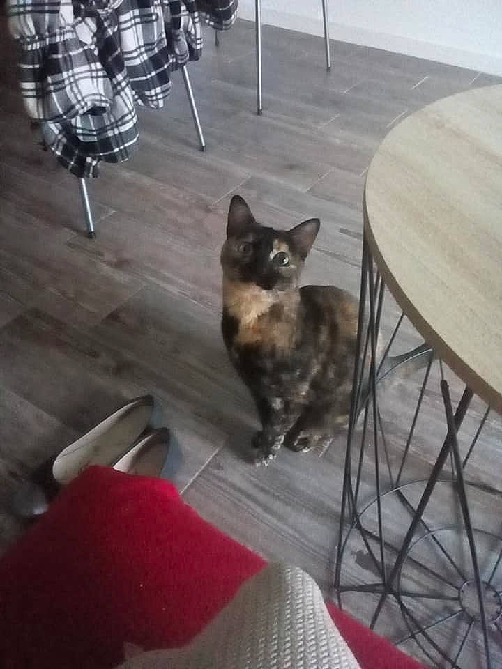 Maya