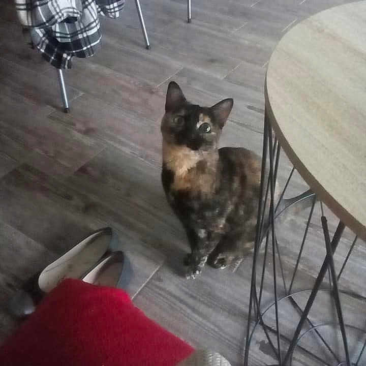 Maya