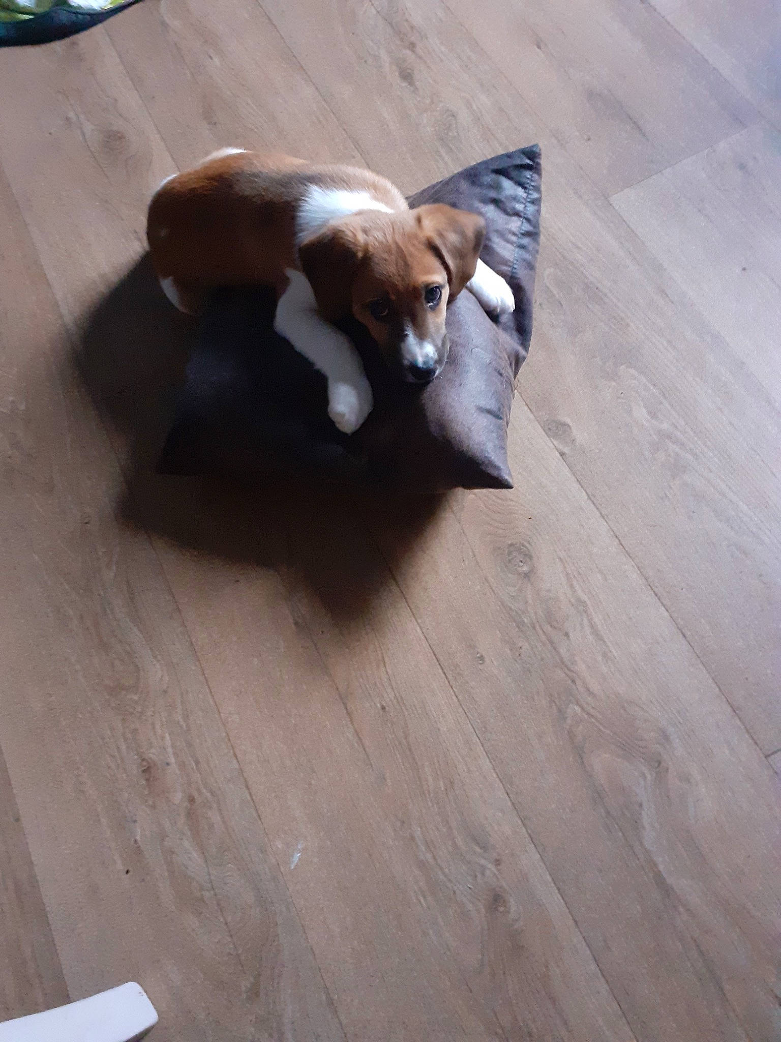 Guizmo participe au concours pour gagner de l'argent avec cette photo : canidae, carnivore, cat, dog_breed, fawn, felidae, floor, flooring, hardwood, laminate_flooring, tail, wood, wood_flooring, wood_stain