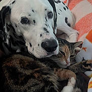 Layla joined the competition — help win amazing prizes! dalmatian, dog, cat, calico_cat, pets, animal, cuddling, sleeping, resting, blanket, cozy, indoors, close_up, portrait, fur, spotted, whiskers, black_and_white, orange, companionship