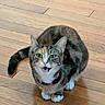 Layla is registered to the contest to win money with this photo: cat, pet, animal, feline, tabby, calico, gray_fur, white_paws, green_eyes, pink_collar, bell, meowing, sitting, curled_tail, wooden_floor, indoor, portrait, expressive, cute, photography