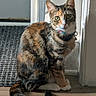 Layla is registered to the contest to win money with this photo: cat, calico_cat, pet, animal, feline, collar, bell, whiskers, green_eyes, ears, sitting, portrait, indoors, doorway, wooden_floor, carpet, window, natural_light, striped_fur, alert