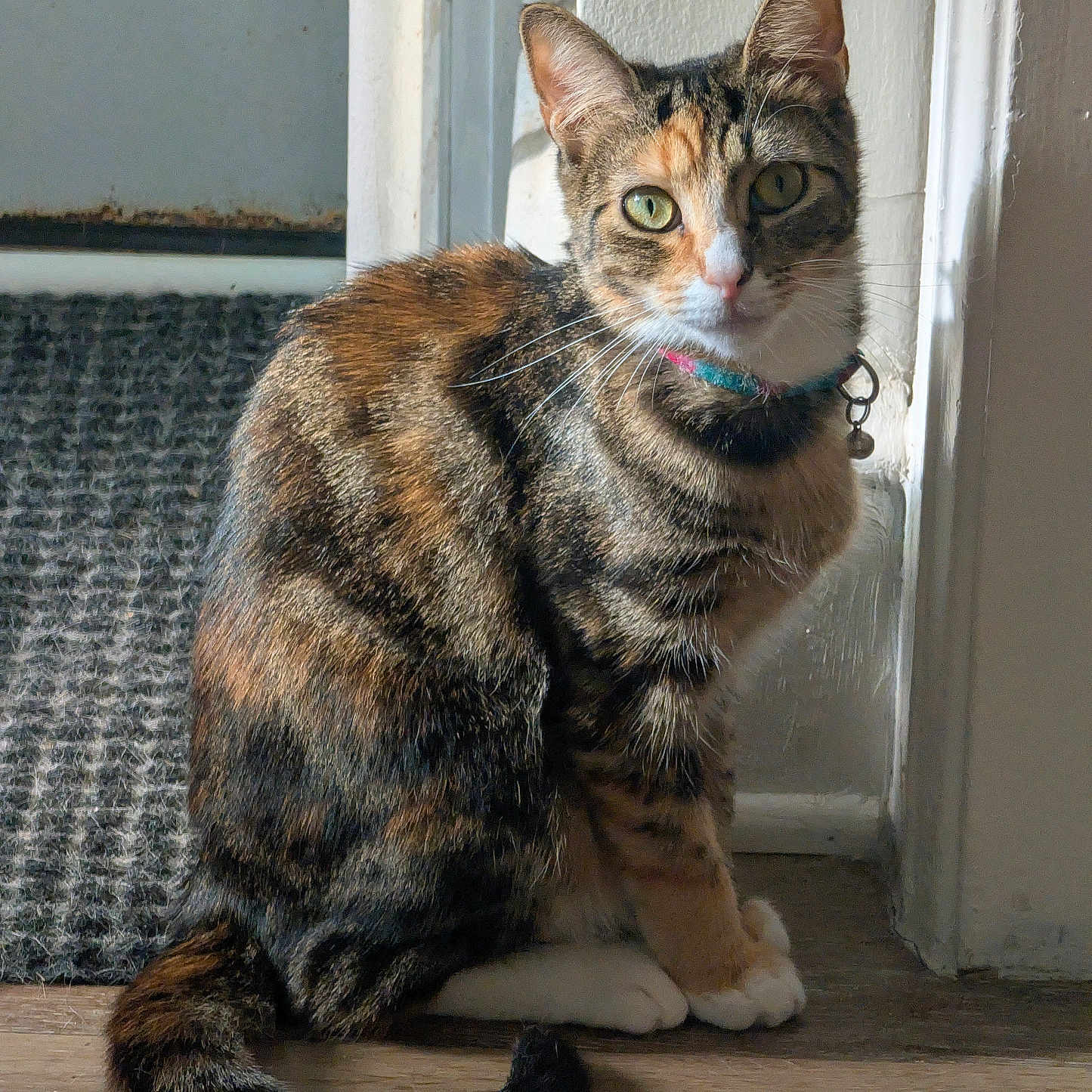 Layla is registered to the contest to win money with this photo: cat, calico_cat, pet, animal, feline, collar, bell, whiskers, green_eyes, ears, sitting, portrait, indoors, doorway, wooden_floor, carpet, window, natural_light, striped_fur, alert