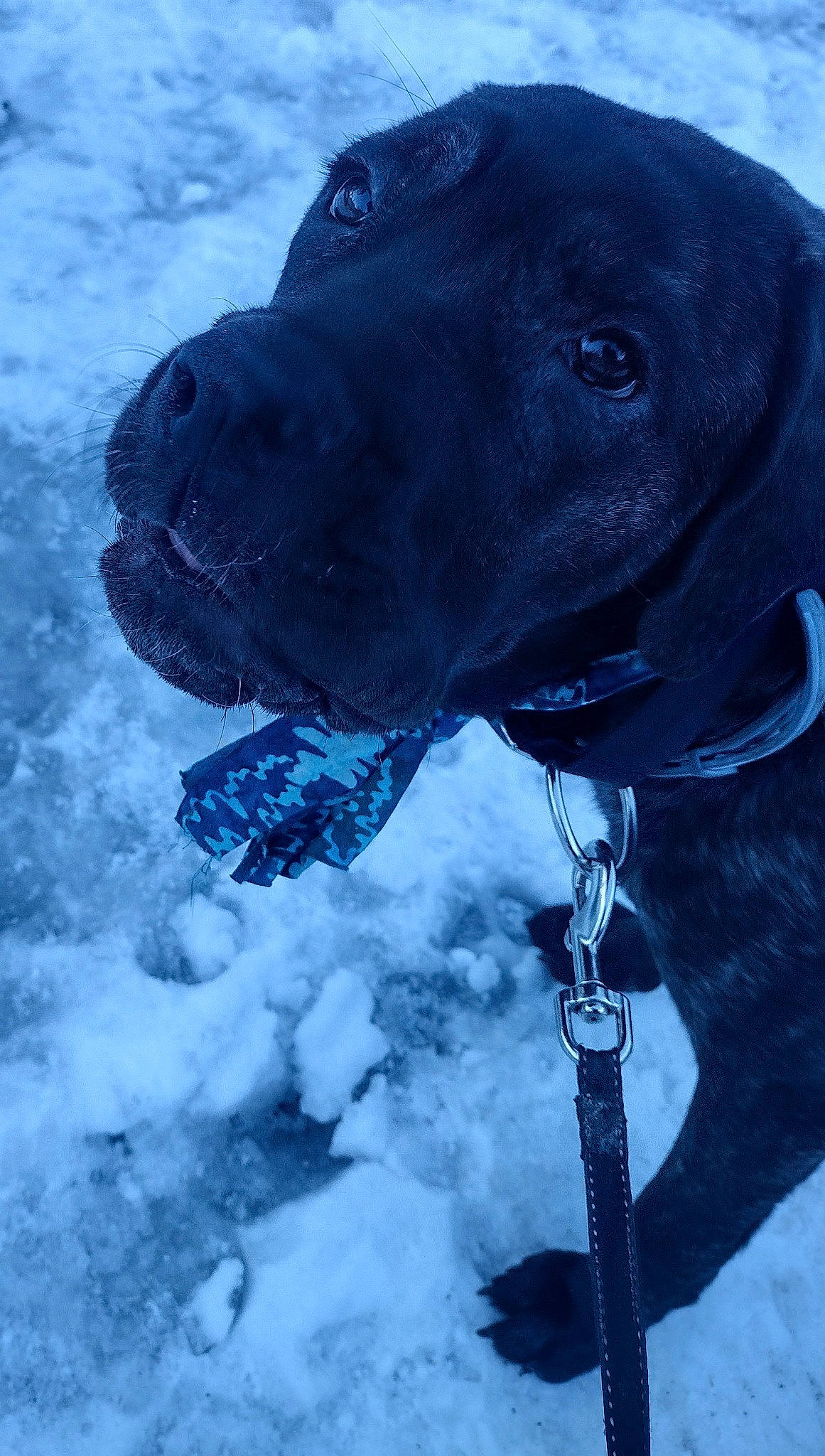 Valkyrie joined the competition — help win amazing prizes! blue, canidae, carnivore, collar, dog, dog_breed, dog_collar, electric_blue, event, fawn, freezing, guard_dog, pet_supply, precipitation, snow, sporting_group, water, whiskers, winter, working_animal