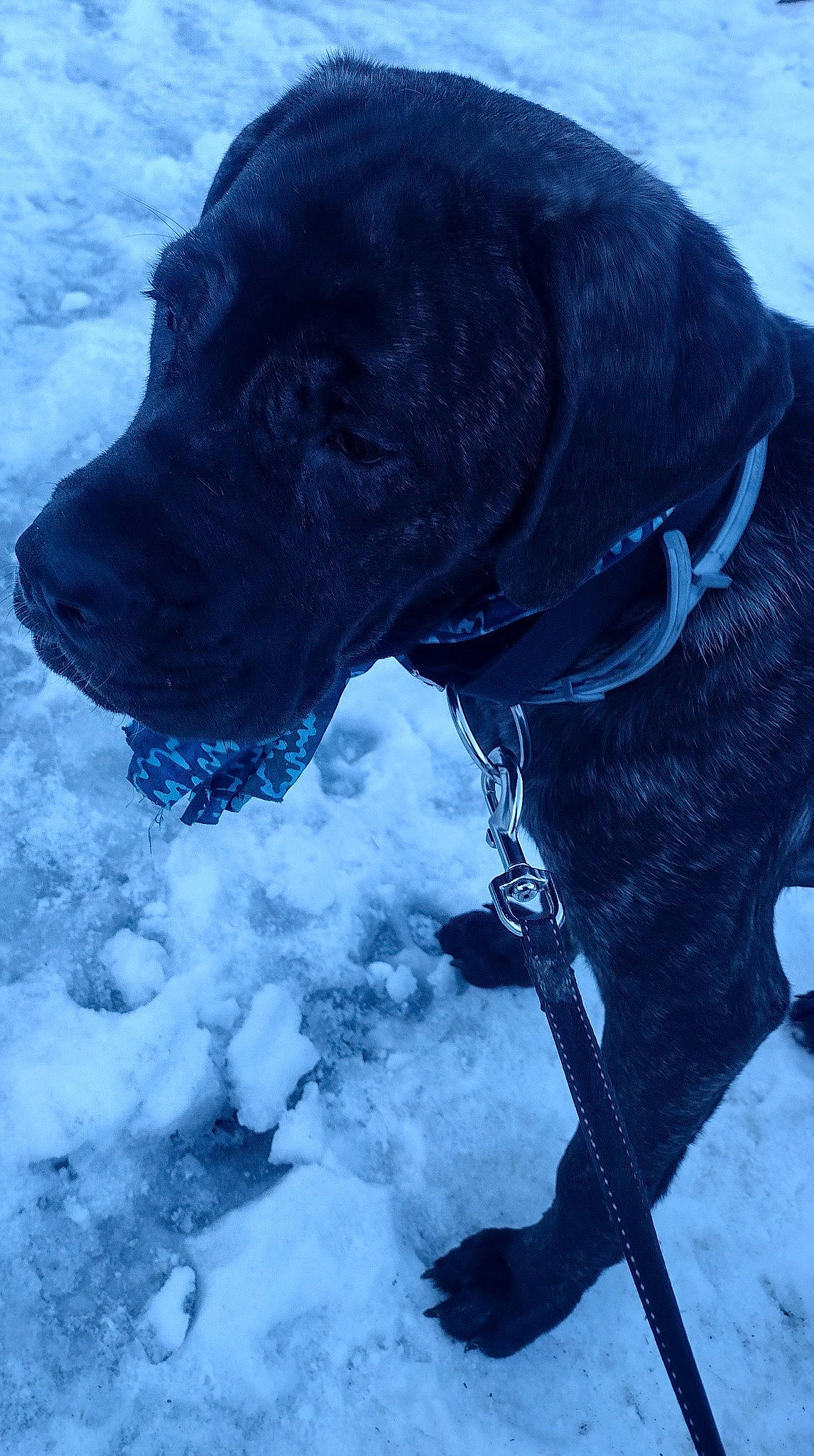 Valkyrie joined the competition — help win amazing prizes! arctic, canidae, carnivore, collar, dog, dog_breed, dog_collar, electric_blue, freezing, fur, ice_cap, leash, recreation, retriever, snout, snow, sporting_group, water, winter, working_animal